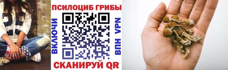 blacksprut   Сухой Лог  Псилоцибиновые грибы Psilocybe  купить наркотики сайты 